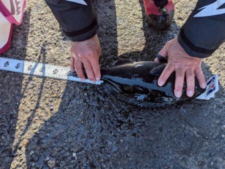 三重県錦（坂口渡船）でグレ釣り